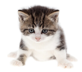 Small kitten isolated on a white background.