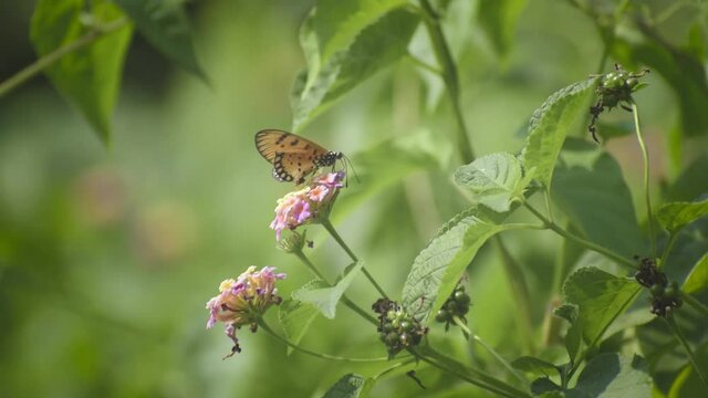 a beautiful butterfly is collecting honey
