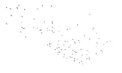 Flock of birds isolated on white background