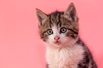 Kitten portrait isolated on pink background.