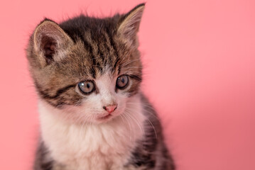 Kitten portrait isolated on pink background.