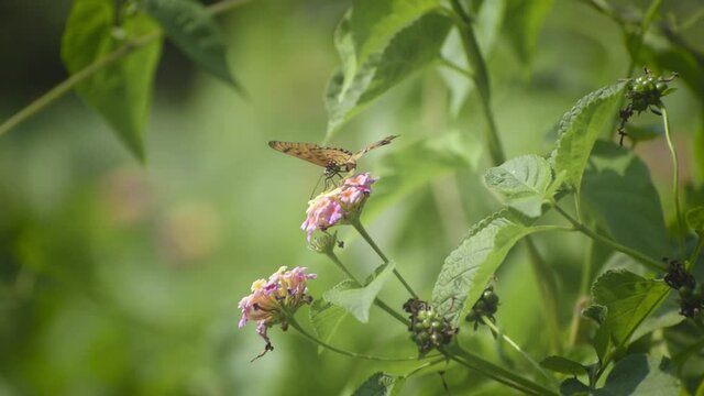 a beautiful butterfly is collecting honey
