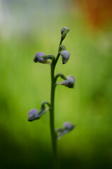 Ophrys abeille Ophrys apifera