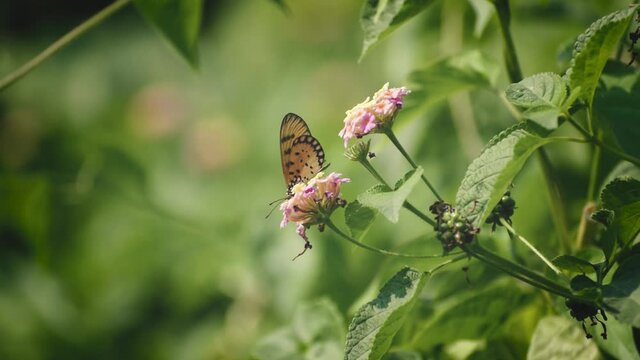 a beautiful butterfly is collecting honey