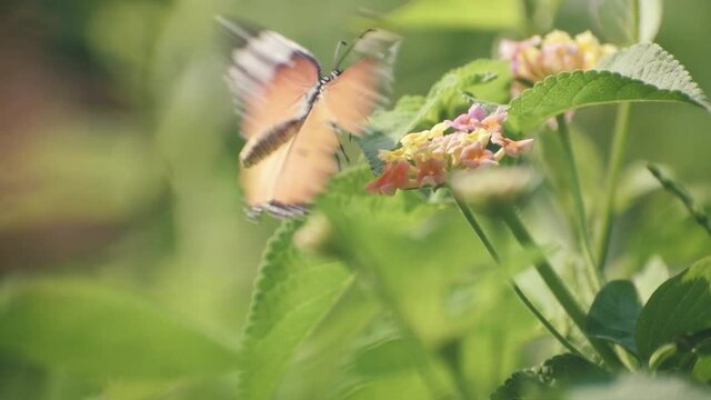 a beautiful butterfly is collecting honey
