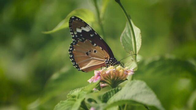 a beautiful butterfly is collecting honey