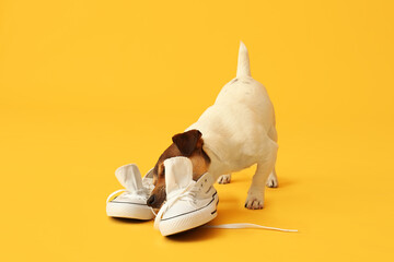 Funny naughty dog playing with shoes on color background