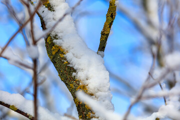 Snow on the branches of a tree against a blue sky.