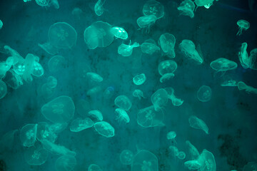 Obraz na płótnie Canvas abstract jellyfish glow in light background