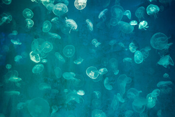 Fototapeta na wymiar abstract jellyfish glow in light background