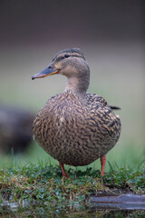 Canard colvert Anas platyrhynchos