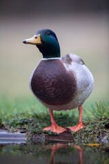 Canard colvert Anas platyrhynchos