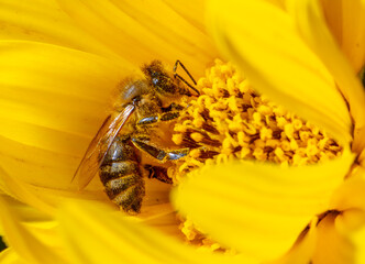 Close-up of a bee on a yellow flower.