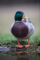 Canard colvert Anas platyrhynchos