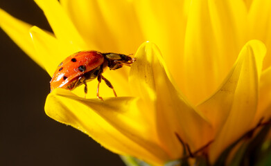 Close-up of a ladybug on a yellow flower.