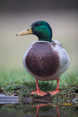 Fototapeta premium Canard colvert Anas platyrhynchos