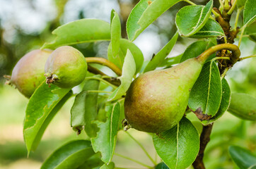 Ripe pear fruit hanging on a branch, Novi Sad, Serbia 
