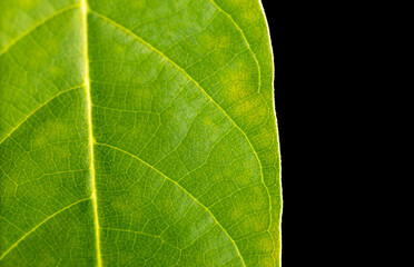 Obraz premium Green leaf of a plant isolated on black background.