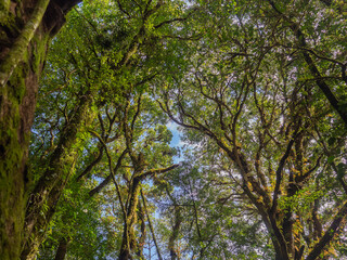 Forest in Kew Mae Pan nature trail at Doi Inthanon, Chiang Mai, Thailand. Famous tourist attractions of Thailand. Close-up of the tree with moss. Space for text