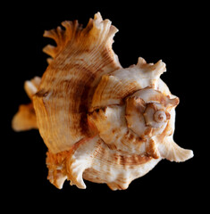 Seashell isolated on black background. Subject