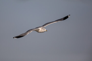 Goléand cendré Larus canus
