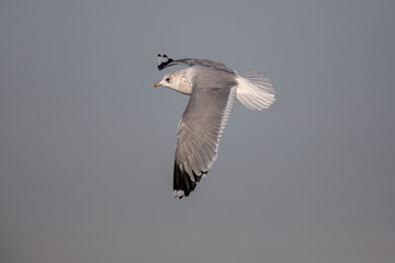 Goléand cendré Larus canus