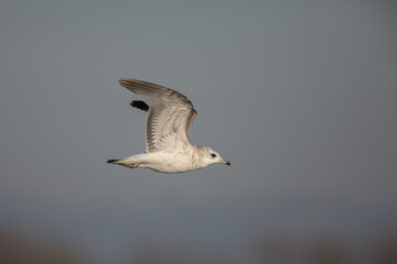 Goléand cendré Larus canus