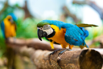 Blue yellow parrot macaw sitting on branch