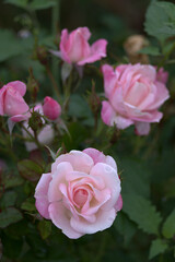 pink roses in garden