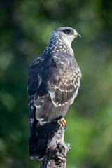 Bondrée apivore Pernis paivorus