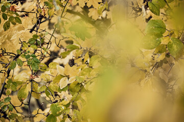 Colorful foliage bokeh, yellow leaves, bright and vibrant colours of the forest for a wallpaper or background. Autumnal colors, seasonal concept, modern minimalistic shot with space for text.