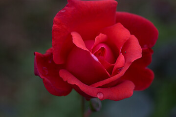 red rose flower