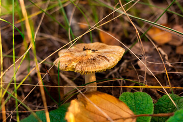orange cap boletus
