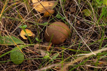 mushroom in the forest