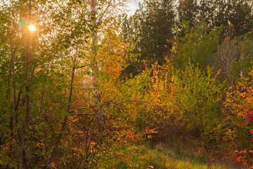 sunset in the forest