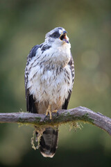 Bondrée apivore Pernis paivorus