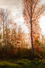 Fototapeta premium autumn in the forest