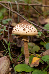 mushroom in the forest