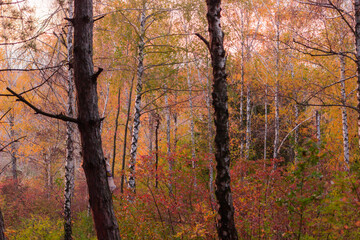 autumn in the forest