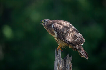 Buse variable Buteo buteo