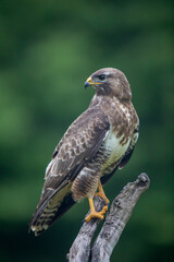 Buse variable Buteo buteo