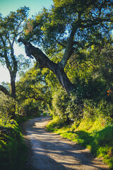 camino rural de la sierra de huelva