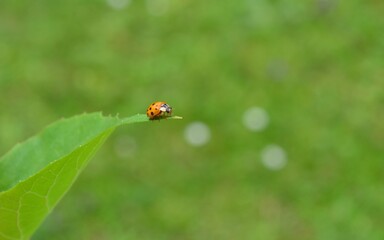 Fototapeta premium Coccinelle