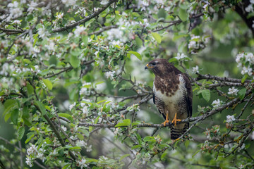 Buse variable Buteo buteo