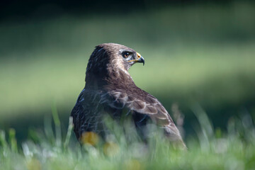Buse variable Buteo buteo