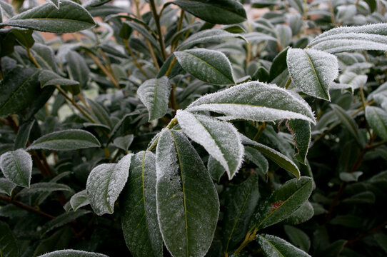 Hoarfrost holly tree leaves, christmas time. December, cold weather, frozen. Ice on plant. Winter