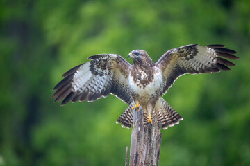 Buse variable Buteo buteo