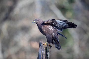 Buse variable Buteo buteo