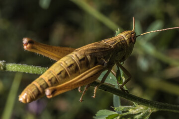 grasshopper on the grass