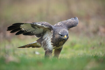 Buse variable Buteo buteo